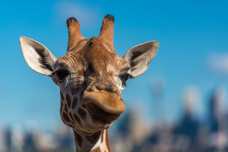 Giraffa che fa i fronti scettici mentre masticando alimento immagine stock Giraffa che fa i fronti scettici mentre masticando alimento immagine stock