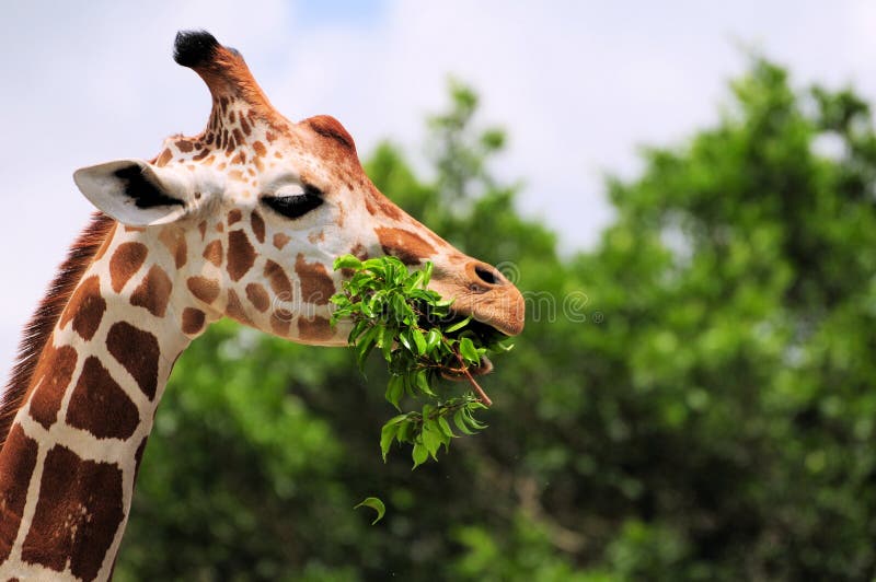 Giraffa che mangia i fogli