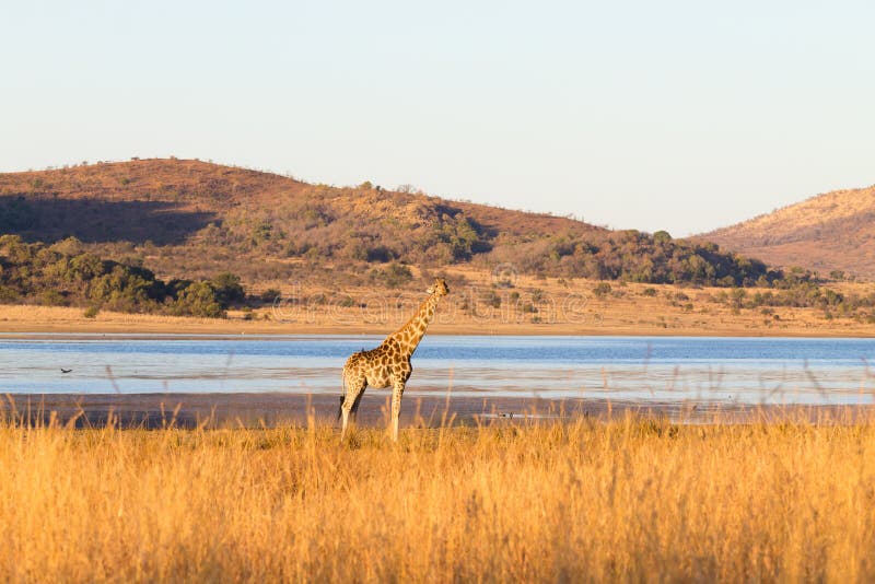 Giraffa dal Sudafrica, parco nazionale di Pilanesberg l'africa immagine stock Giraffa dal Sudafrica, parco nazionale di Pilanesberg l'africa immagine stock