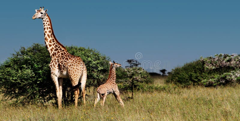 Giraffa (Masai Mara; Il Kenia) fotografie stock Giraffa (Masai Mara; Il Kenia) fotografie stock