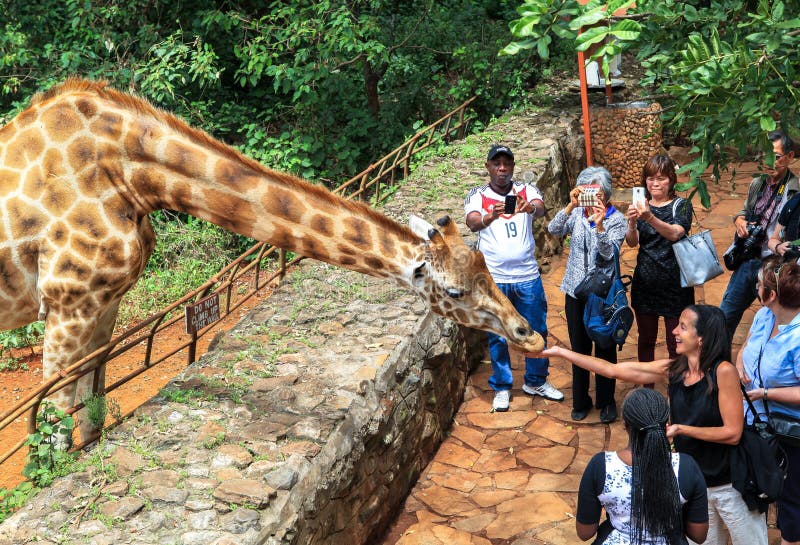 Giraffa a Nairobi Kenya immagine stock libera da diritti Giraffa a Nairobi Kenya immagine stock libera da diritti