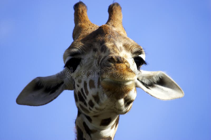 Download Giraffa sorridente fotografia stock. Immagine di guardare - 205556