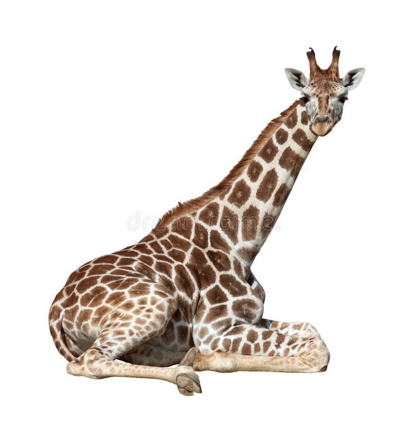 Giraffa su terra fotografia stock Giraffa su terra fotografia stock