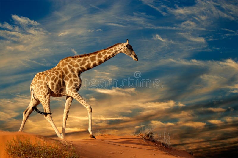 Giraffa sulla duna di sabbia fotografie stock