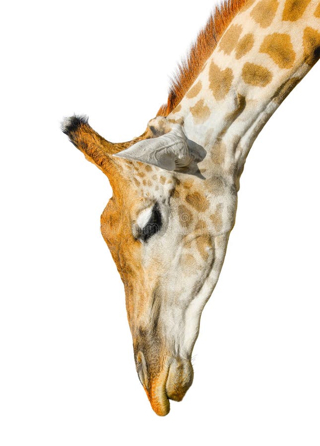 Giraffa sveglia isolata su fondo bianco Testa divertente della giraffa isolata La giraffa è animale vivo più alto e più grande in fotografia stock libera da diritti Giraffa sveglia isolata su fondo bianco Testa divertente della giraffa isolata La giraffa è animale vivo più alto e più grande in fotografia stock libera da diritti