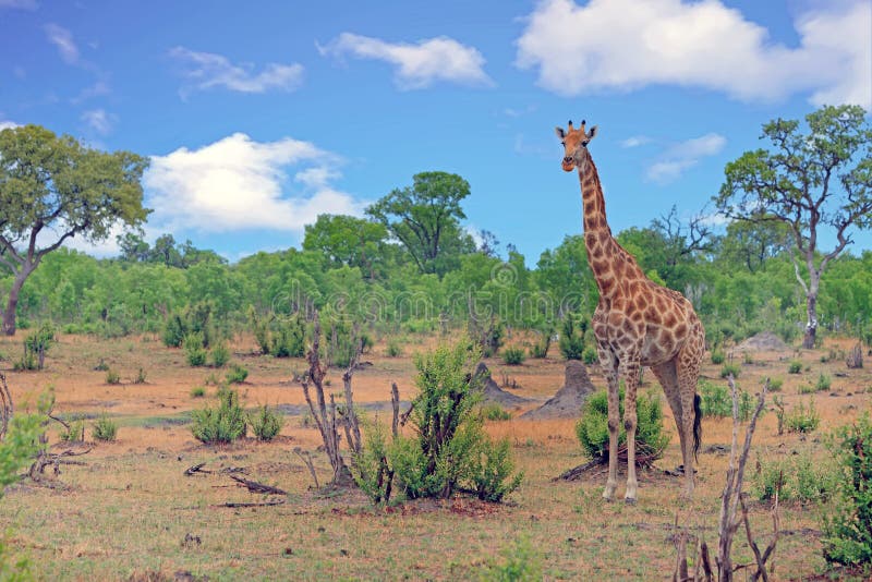 Giraffacamelopardalis - Solitaire Giraf die zich in de struik in het Nationale Park van Hwange, Zimbabwe bevinden royalty-vrije stock foto Giraffacamelopardalis - Solitaire Giraf die zich in de struik in het Nationale Park van Hwange, Zimbabwe bevinden royalty-vrije stock foto