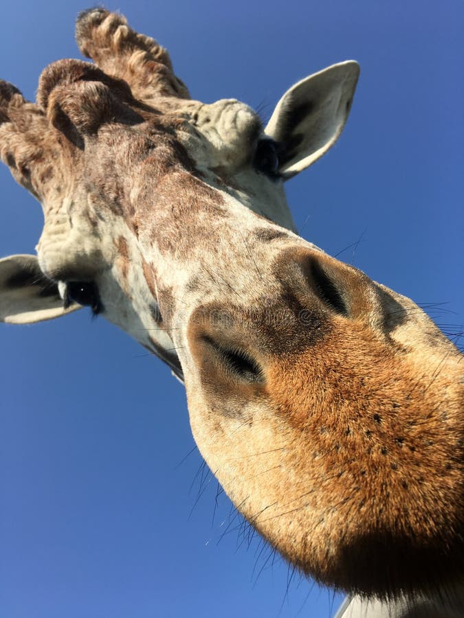 Giraffe foto de stock