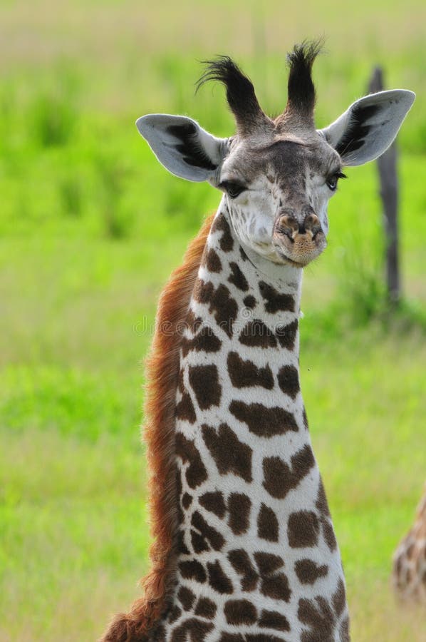 Giraffe