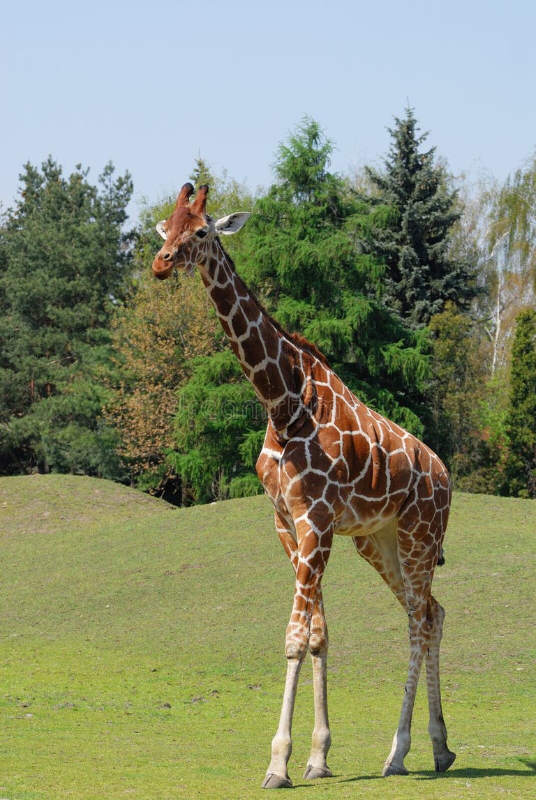 5,840 Giraffe Zoo Sky Stock Photos - Free & Royalty-Free Stock Photos