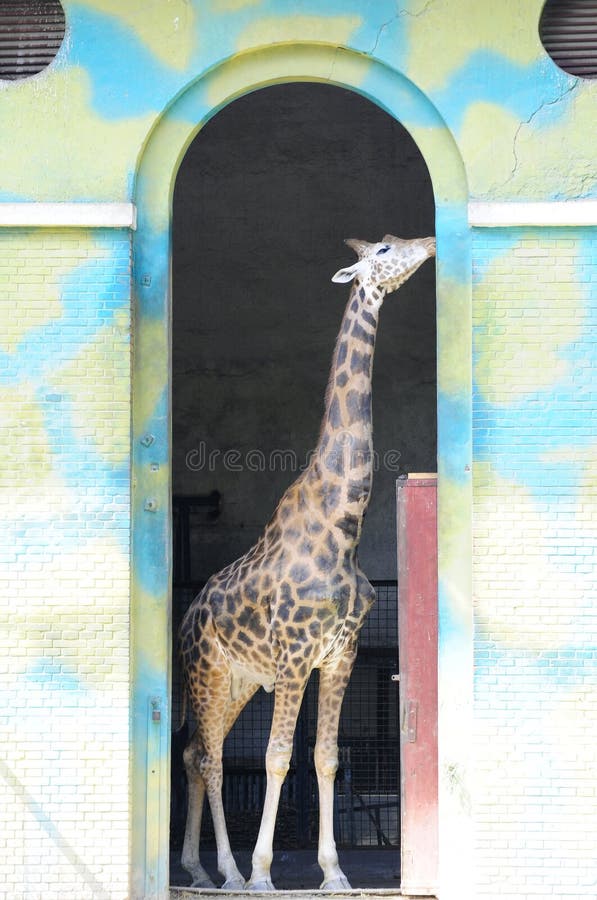 Giraffe