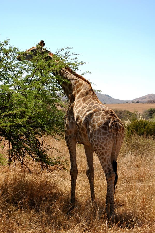 Giraffe 2 stock image. Image of bush, herbivore, tourism 8079485
