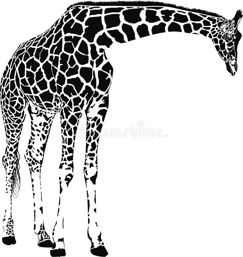 Giraffe бесплатная иллюстрация