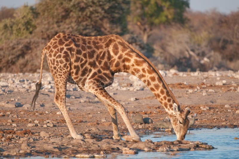 Giraffe stock image. Image of africa, herbivore, ungulate 23603947