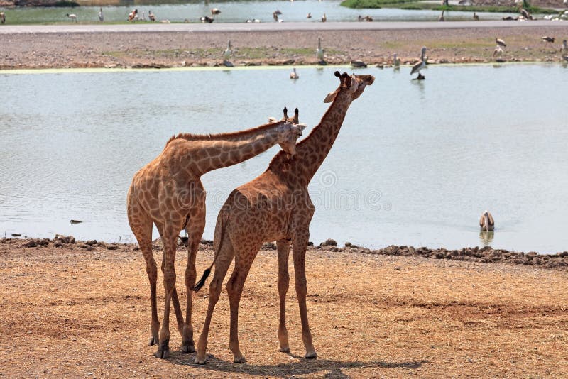 Giraffe stock photo. Image of herbivore, animal, mammal 24715632