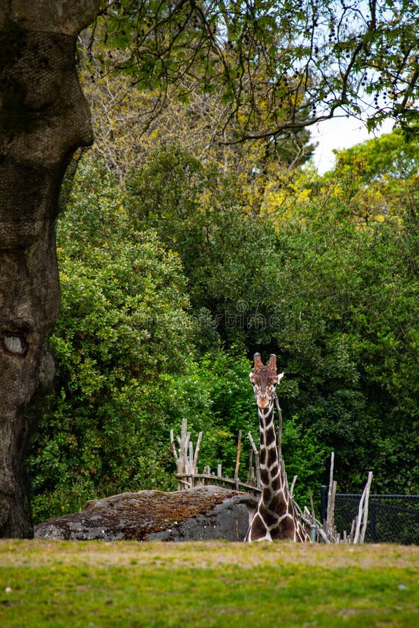 ジラフさまのページ Photo by GIRAFFE Z (@kinyoubi_watch_) · June 5, 2024