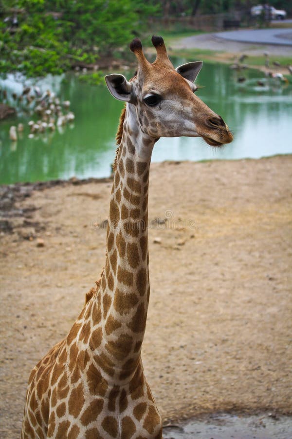 Giraffe stock photo. Image of herbivore, grassland, giraffe 38337642