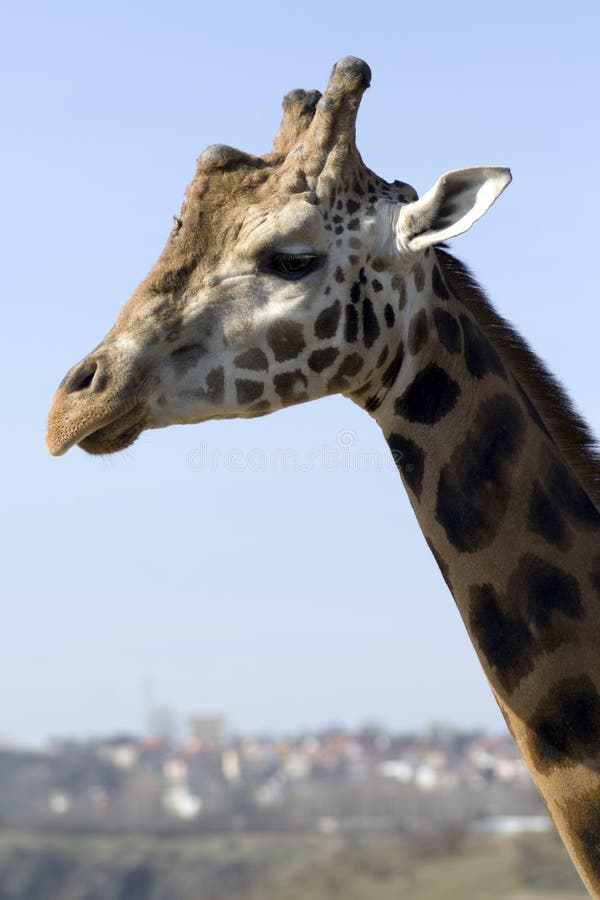 Giraffe