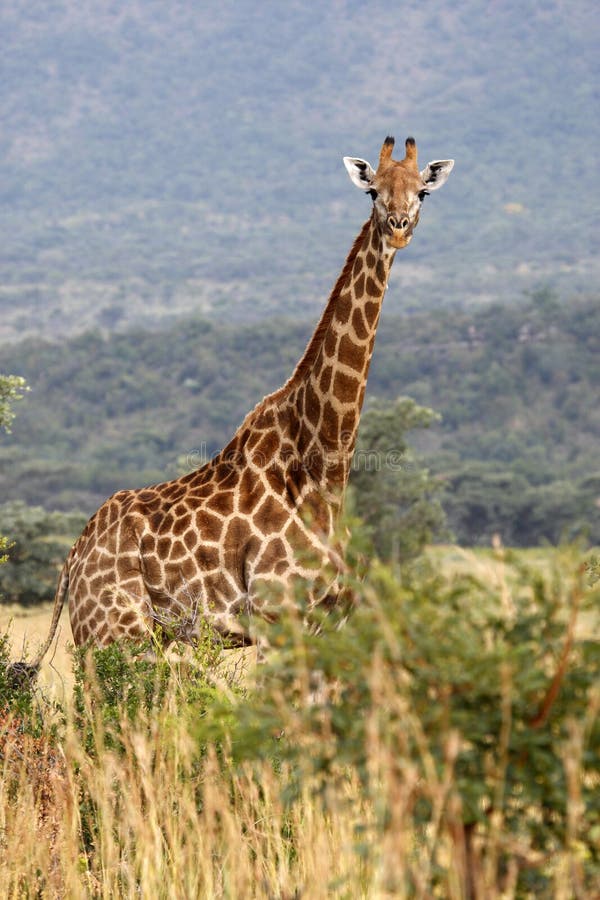 Giraffe