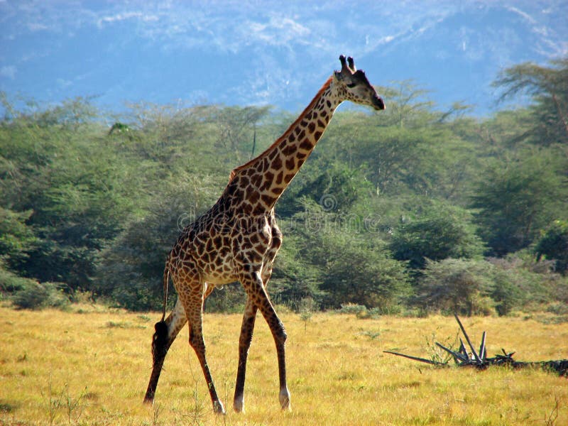 giraffe στοκ φωτογραφία giraffe στοκ φωτογραφία