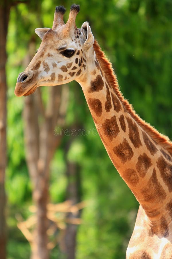 Giraffe