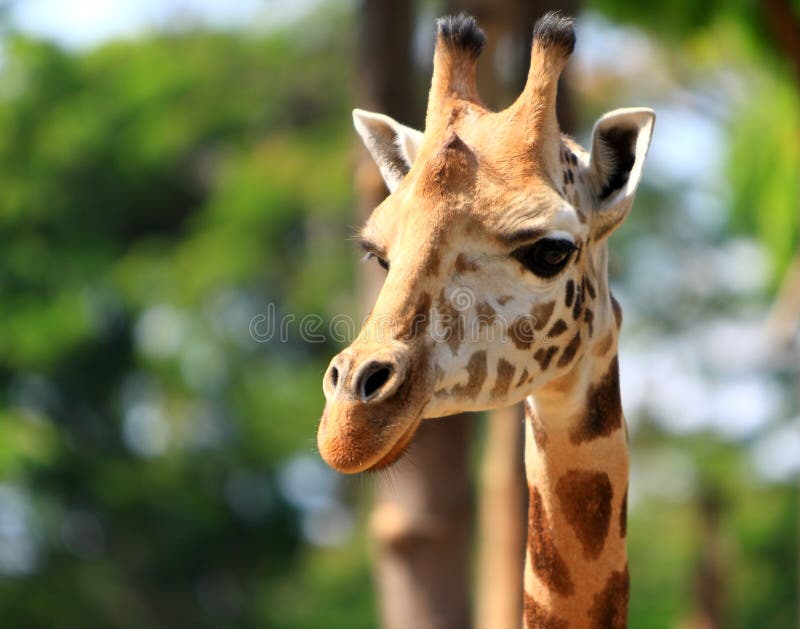 Giraffe