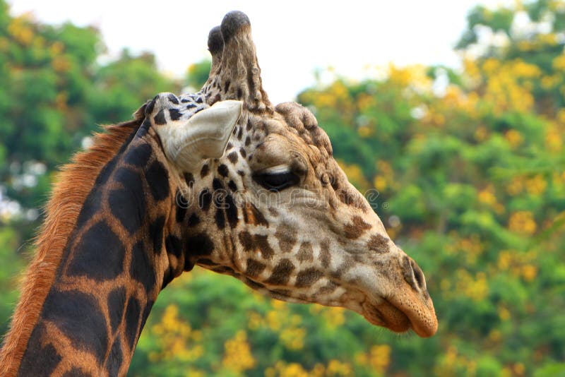 Giraffe