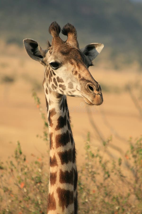 Giraffe