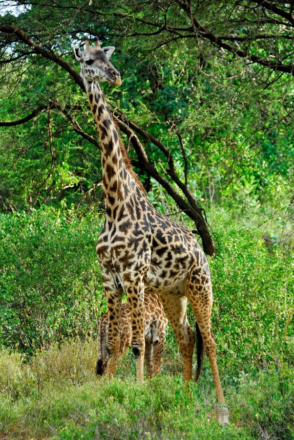 Giraffe stock photo. Image of park, travel, wild, wilderness 22128610