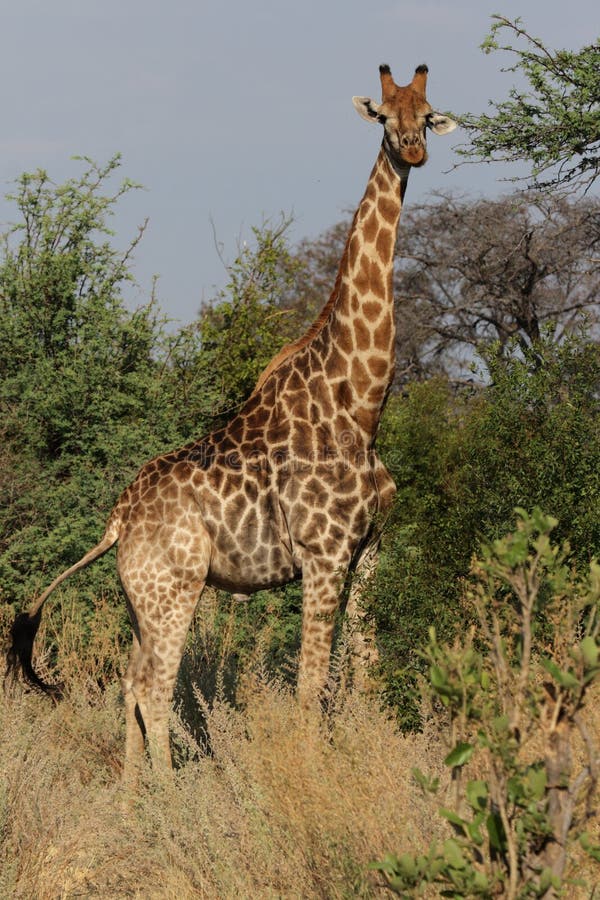 Giraffe royalty free stock image