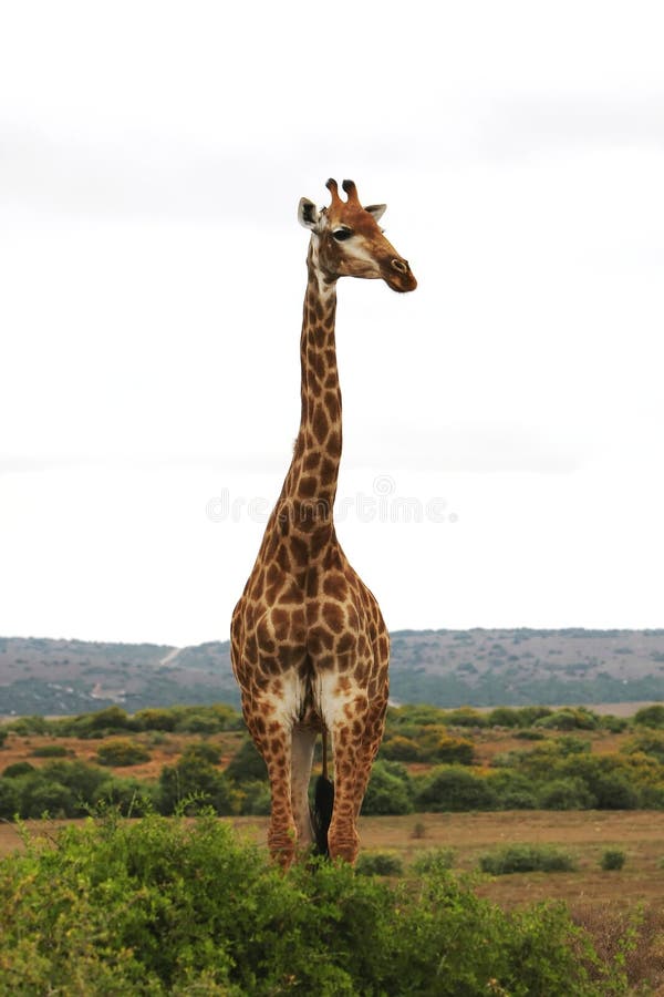 Giraffe