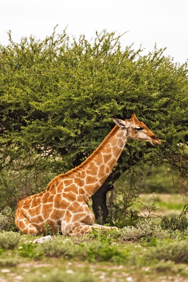 Giraffe