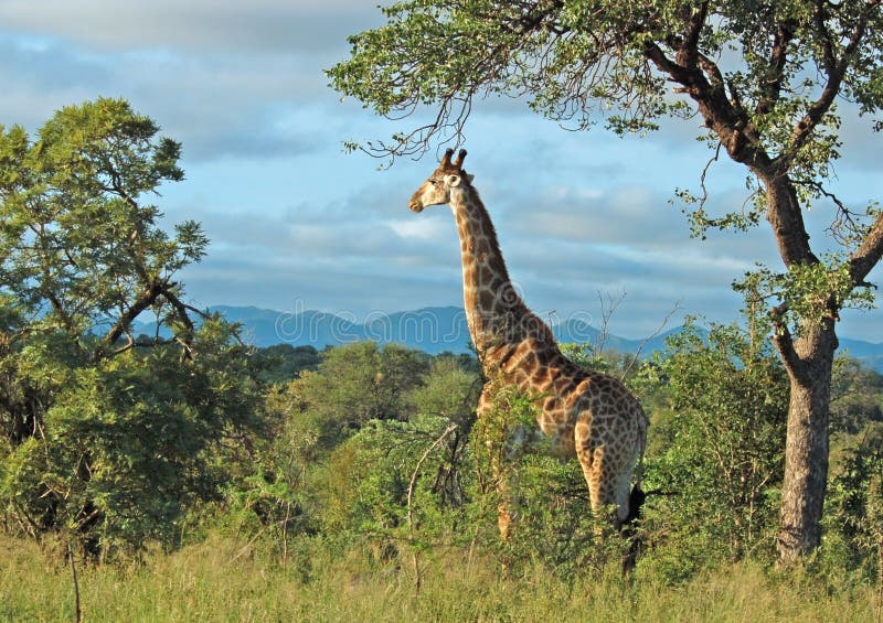 Giraffe in Africa