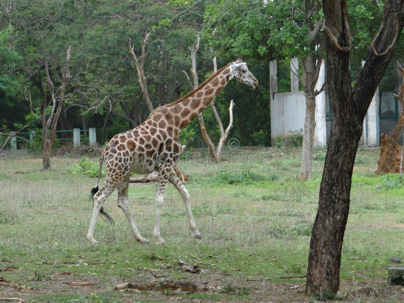 Mammalsinthezoo Stock Photos Free Royalty Free Stock Photos From mammalsinthezoo-stock-photos-free-royalty-free-stock-photos-from