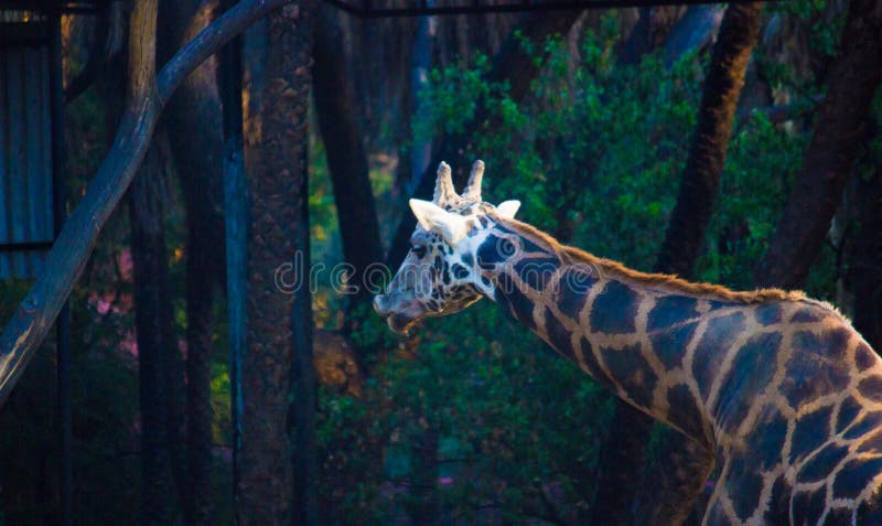Giraffe in Nehru Zoological Park in Hyderabad India Stock Photo - Image of animals, brown: 224158030 Giraffe in Nehru Zoological Park in Hyderabad India Stock Photo - Image of animals, brown: 224158030