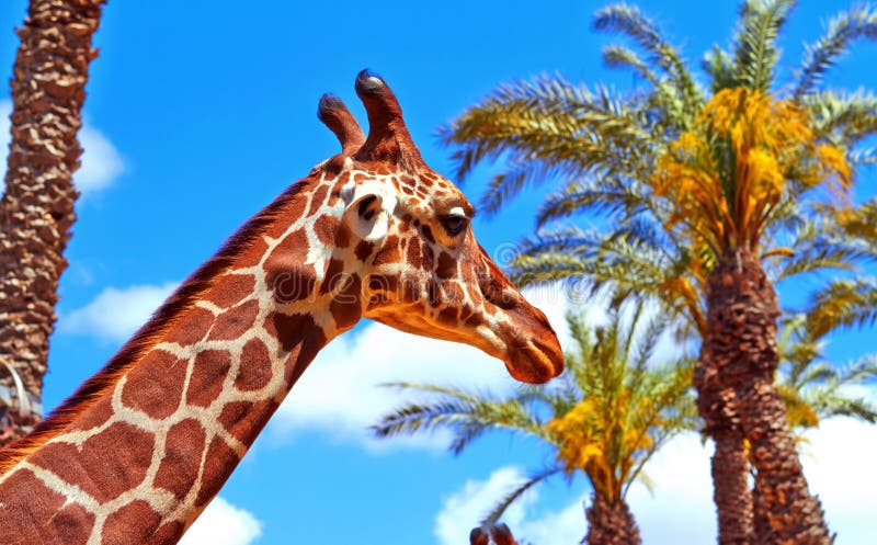 Giraffe auf dem Hintergrund von Palmen und Blau lizenzfreie stockfotos Giraffe auf dem Hintergrund von Palmen und Blau lizenzfreie stockfotos