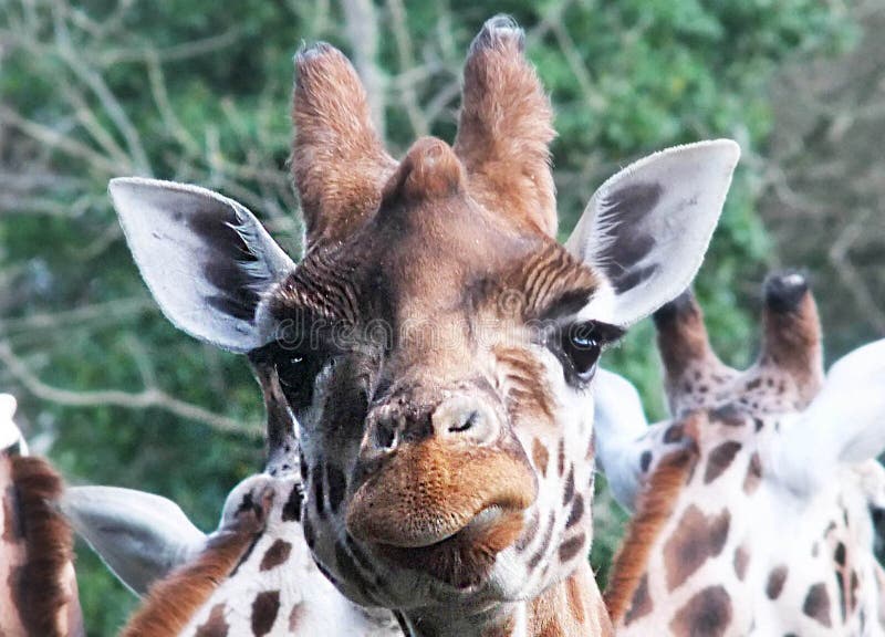 Giraffe in Belfast Zoo Northern Ireland Stock Image Image of ireland