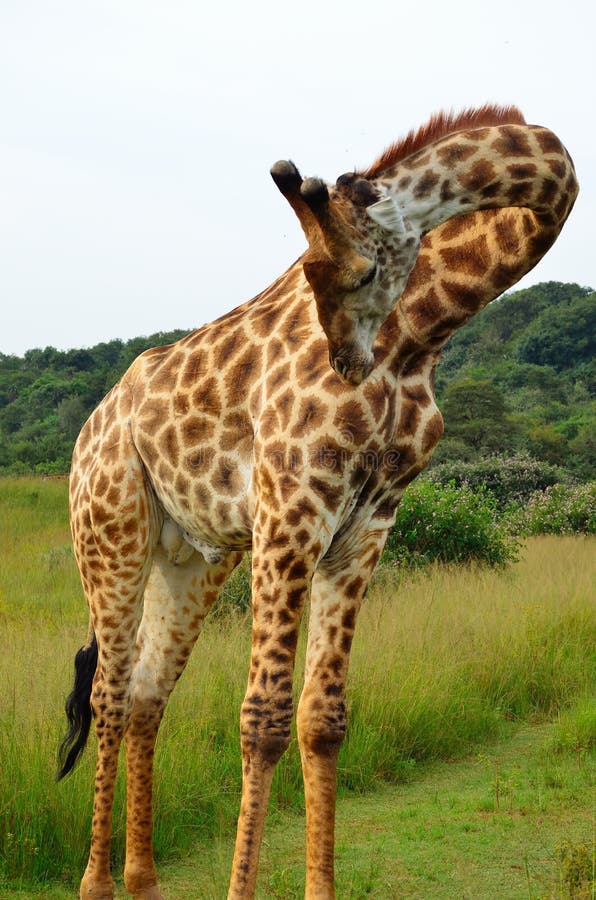 192 Giraffe Head Down Photos - Free & Royalty-Free Stock Photos from
