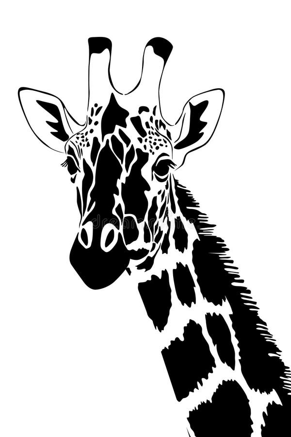 Giraffe in black and white stock illustration. Illustration of detail