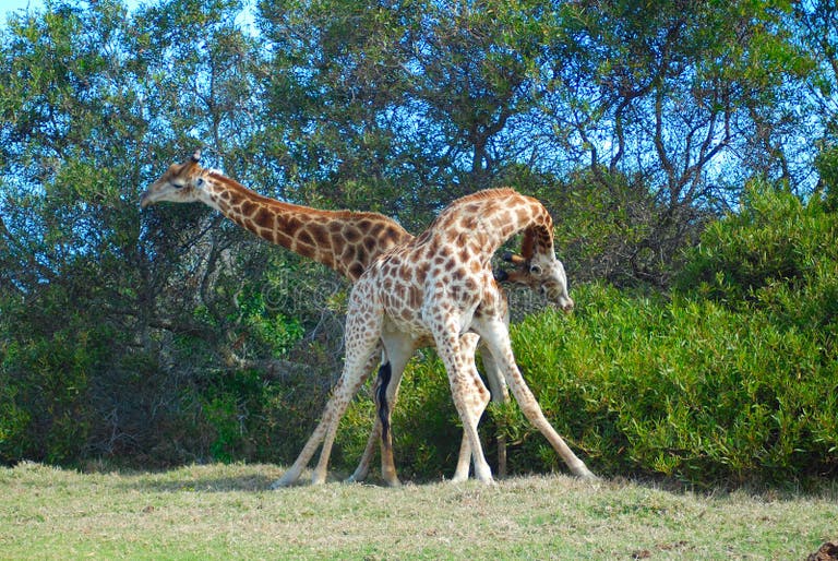 468 Fighting Giraffes Stock Photos - Free & Royalty-Free Stock Photos