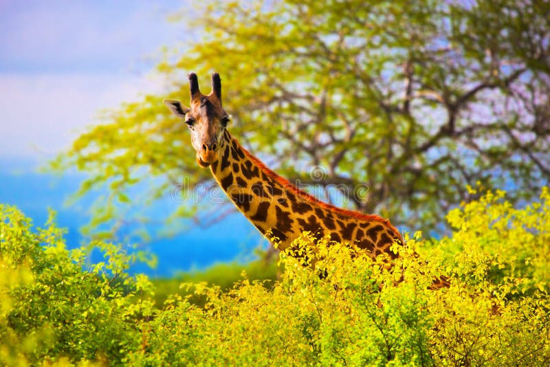 Giraffe in bush. Safari in Tsavo West, Kenya, Africa