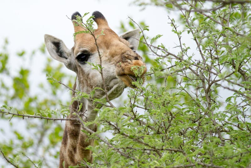 Giraffe in the Bush in South Africa Stock Photo Image of nubs, ears