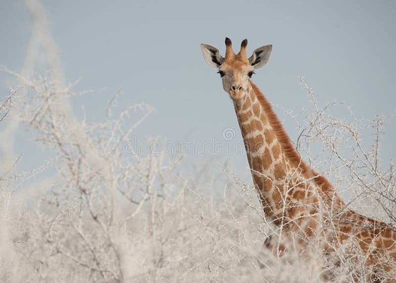 Giraffe calf in the dust, Etosha National Park, Namibia stock image Giraffe calf in the dust, Etosha National Park, Namibia stock image