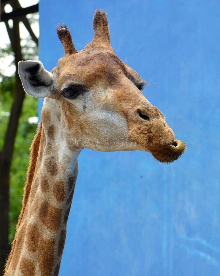 A Giraffe chewing food in zoo royalty free stock images A Giraffe chewing food in zoo royalty free stock images