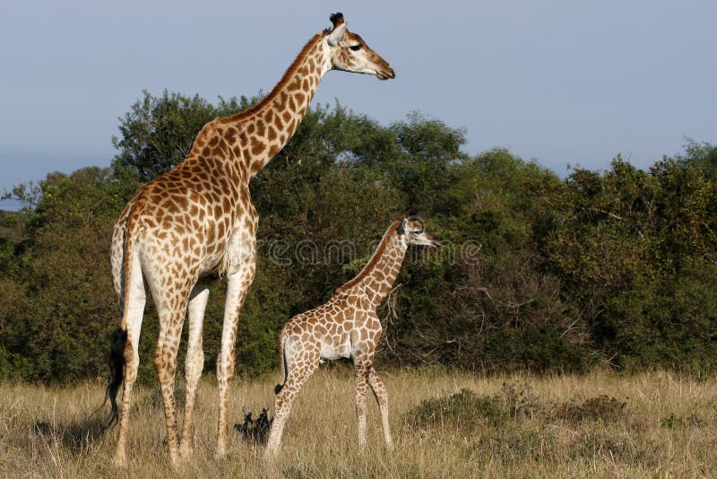 Giraffe and child