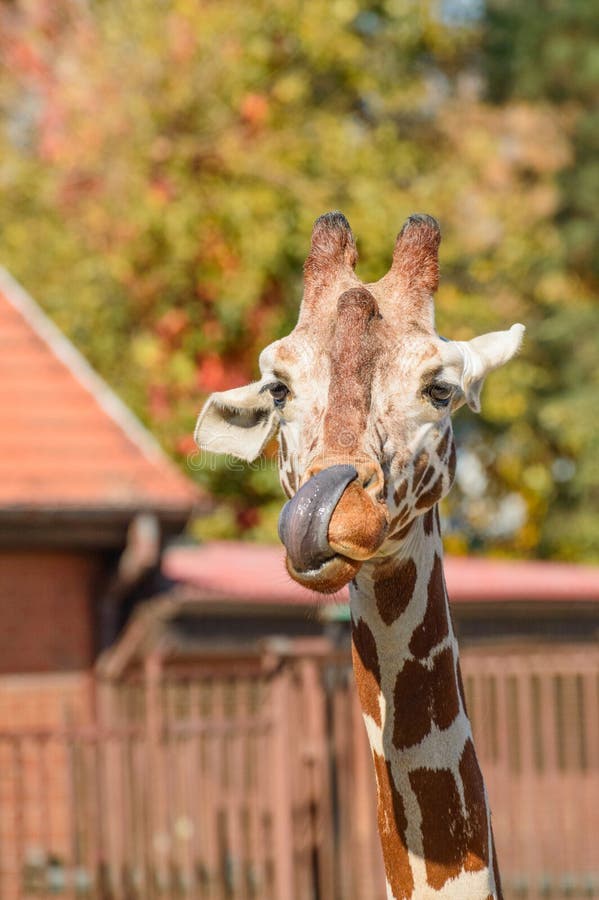 The Giraffe Cleans Its Mouth with a Long Dark Tongue Stock Image - Image of camelopardalis, vegetation: 171020281 The Giraffe Cleans Its Mouth with a Long Dark Tongue Stock Image - Image of camelopardalis, vegetation: 171020281