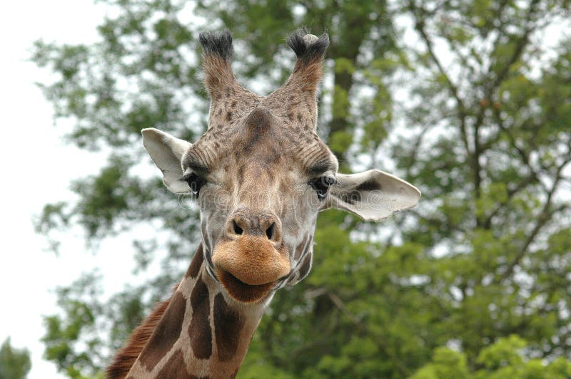 Giraffe close up