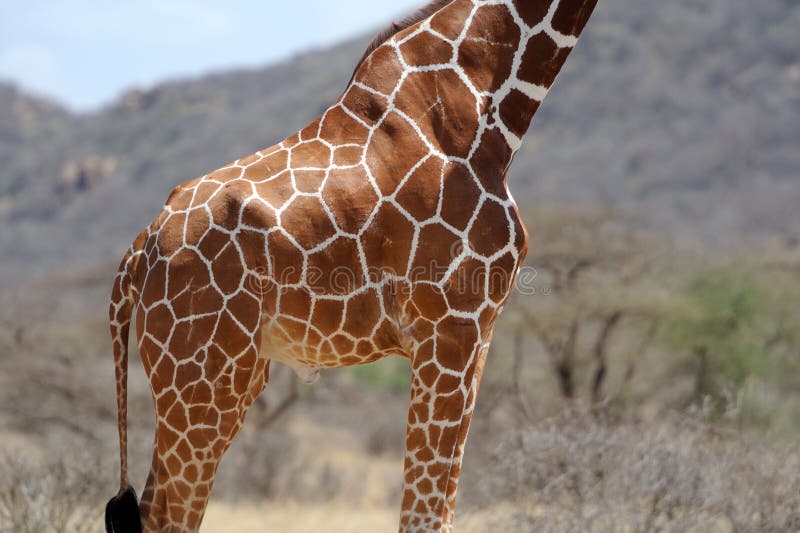 Giraffe Skin Texture with Palette Color Swatches Stock Photo - Image of ...
