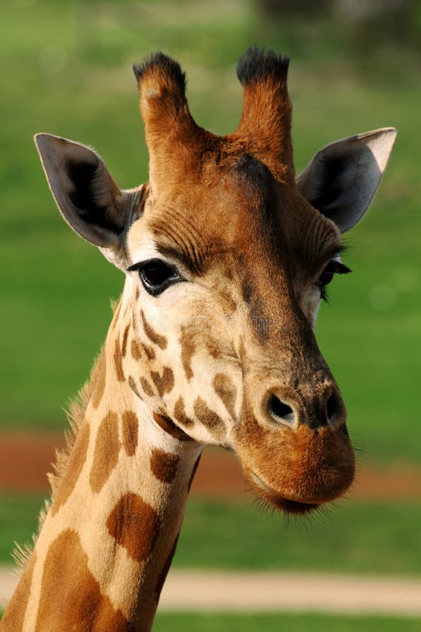 Giraffe cute face close-up image