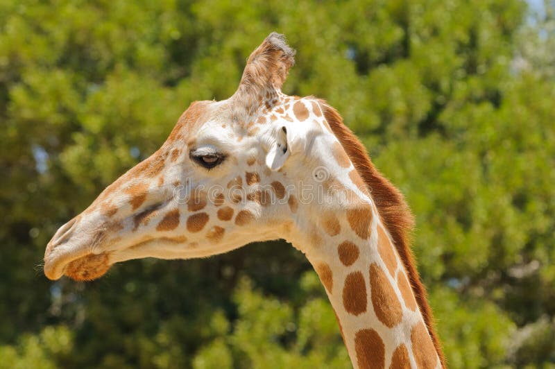 Giraffe stock image. Image of herbivore, giraffe, indigenous 102980159