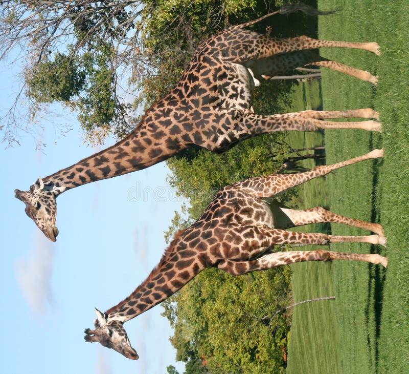 Giraffe Couple